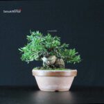 Taxus Cuspidata - Tasso - immagine 3