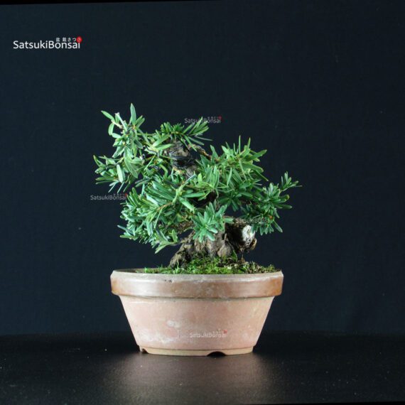 Taxus Cuspidata - Tasso - immagine 4