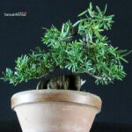 Taxus Cuspidata - Tasso - immagine 5