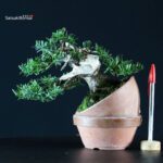 Taxus Cuspidata - Tasso