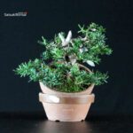 Taxus Cuspidata - Tasso - immagine 2