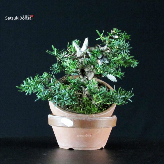 Taxus Cuspidata - Tasso - immagine 2