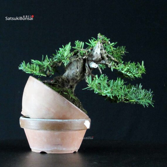 Taxus Cuspidata - Tasso - immagine 3