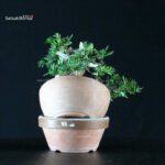 Taxus Cuspidata - Tasso - immagine 4