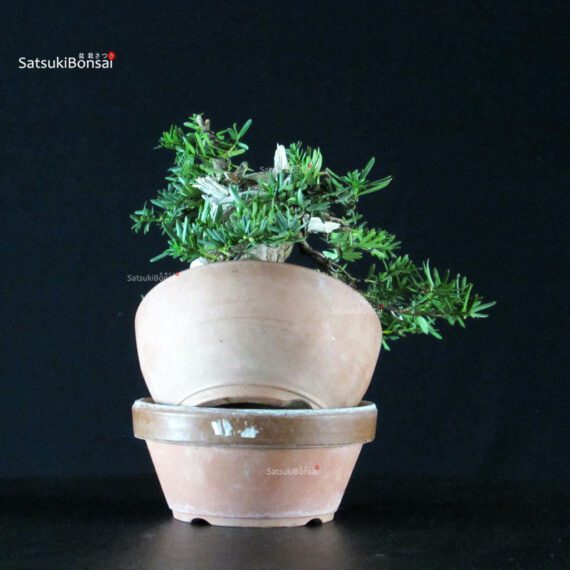 Taxus Cuspidata - Tasso - immagine 4