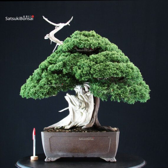 Juniperus Chinensis Itoigawa "Iura" - immagine 1