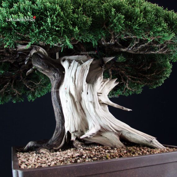 Juniperus Chinensis Itoigawa "Iura" - immagine 10
