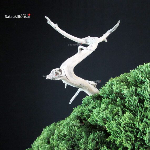 Juniperus Chinensis Itoigawa "Iura" - immagine 11