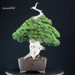 Juniperus Chinensis Itoigawa "Iura" - immagine 2