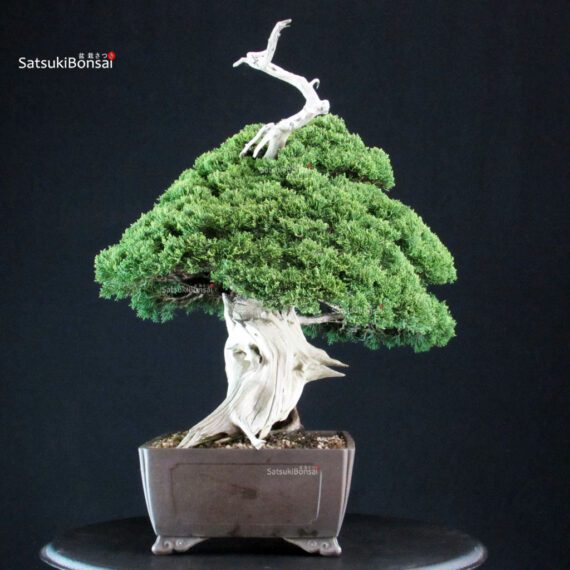 Juniperus Chinensis Itoigawa "Iura" - immagine 2