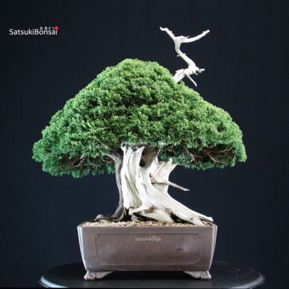 Juniperus Chinensis Itoigawa "Iura" - immagine 3