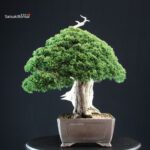 Juniperus Chinensis Itoigawa "Iura" - immagine 4