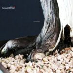 Juniperus Chinensis Itoigawa "Iura" - immagine 5