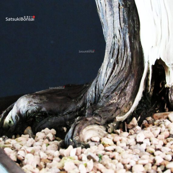 Juniperus Chinensis Itoigawa "Iura" - immagine 5