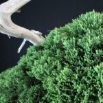 Juniperus Chinensis Itoigawa "Iura" - immagine 6