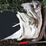 Juniperus Chinensis Itoigawa "Iura" - immagine 7