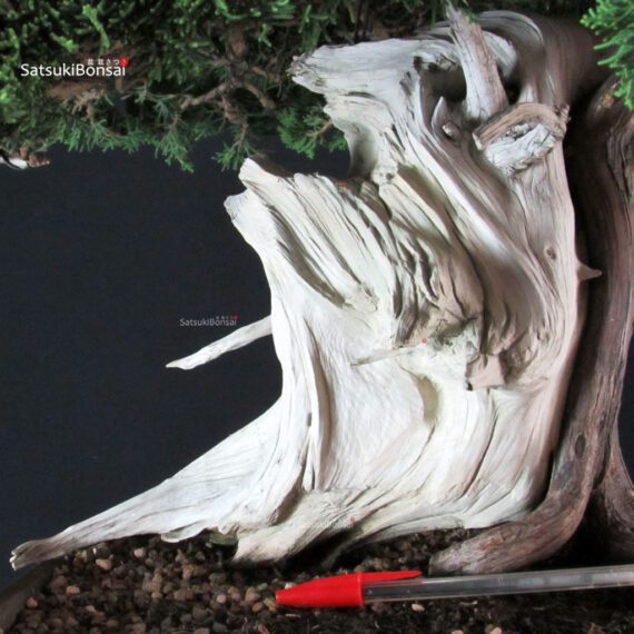 Juniperus Chinensis Itoigawa "Iura" - immagine 7