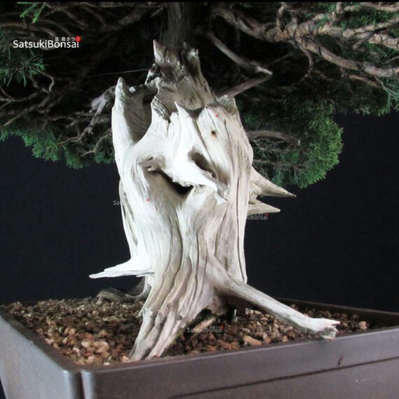 Juniperus Chinensis Itoigawa "Iura" - immagine 8