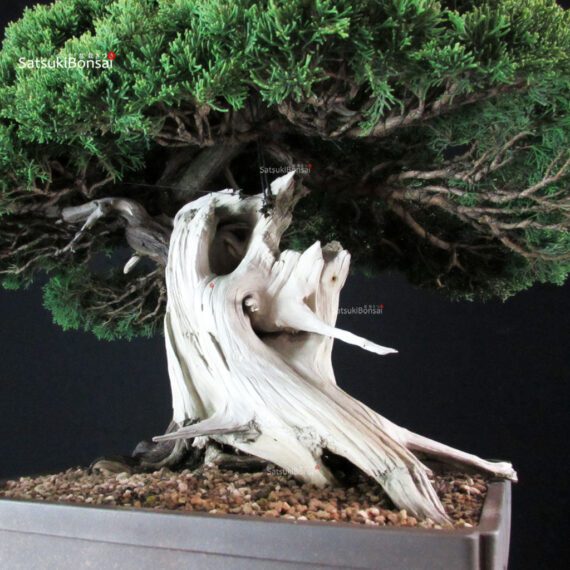 Juniperus Chinensis Itoigawa "Iura" - immagine 9
