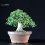 Acer Buergerianum - Kaede - immagine 3