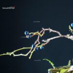 Sabia Japonica - immagine 2