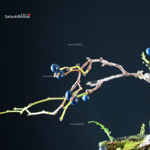 Sabia Japonica - immagine 2