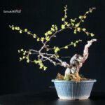 Sabia Japonica - immagine 3