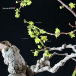 Sabia Japonica - immagine 2