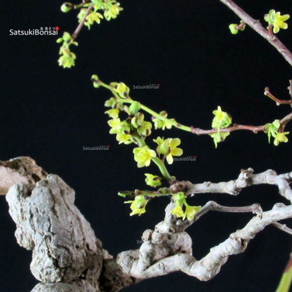 Sabia Japonica - immagine 2