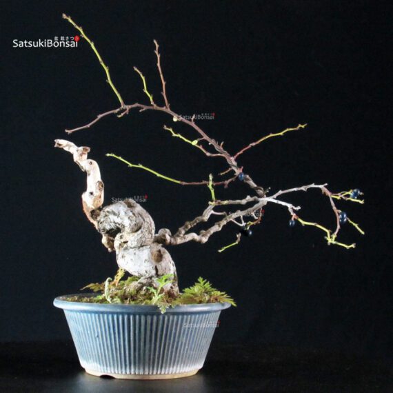 4544_6-Sabia-Japonica Sabia Japonica - immagine 1