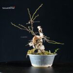 Sabia Japonica - immagine 3