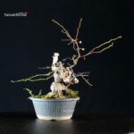 Sabia Japonica - immagine 5