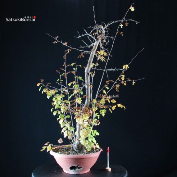 5117_1-Crataegus-monogyna-biancospino Crataegus - Biancospino - immagine 1