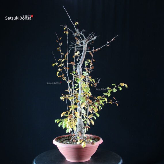 Crataegus - Biancospino - immagine 2