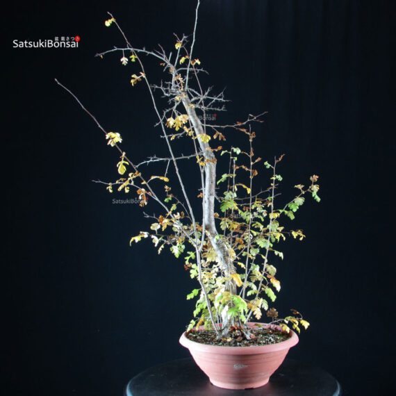 Crataegus - Biancospino - immagine 3