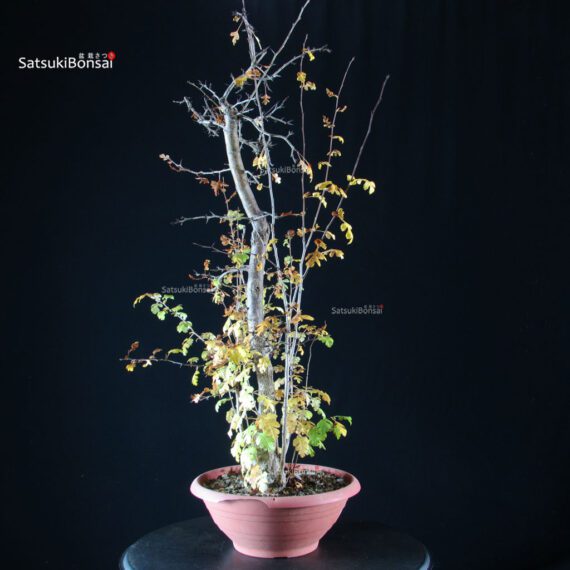 Crataegus - Biancospino - immagine 4