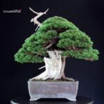 Juniperus Chinensis Itoigawa "Iura"