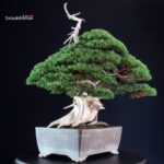 Juniperus Chinensis Itoigawa "Iura" - immagine 2