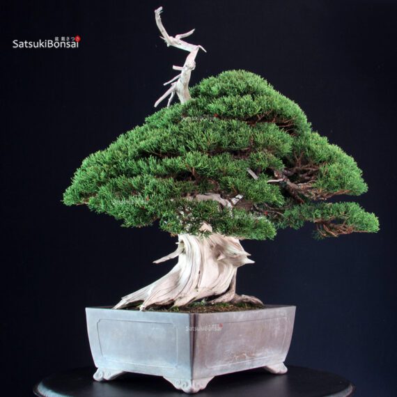 Juniperus Chinensis Itoigawa "Iura" - immagine 2