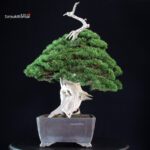Juniperus Chinensis Itoigawa "Iura" - immagine 3