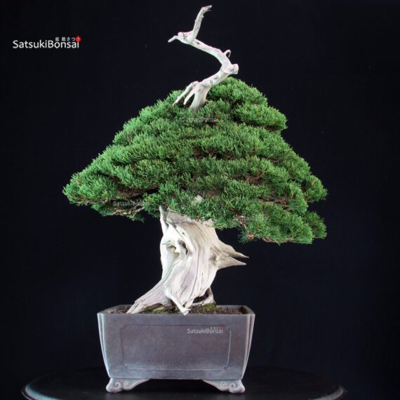 Juniperus Chinensis Itoigawa "Iura" - immagine 3