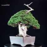Juniperus Chinensis Itoigawa "Iura" - immagine 4