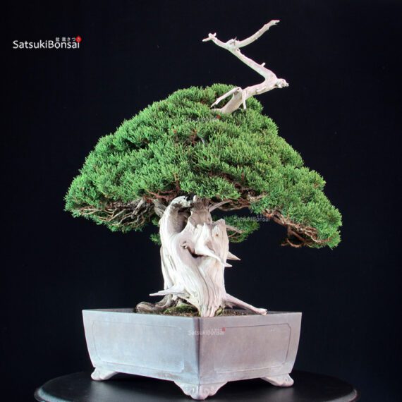 Juniperus Chinensis Itoigawa "Iura" - immagine 4
