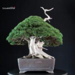 Juniperus Chinensis Itoigawa "Iura" - immagine 5
