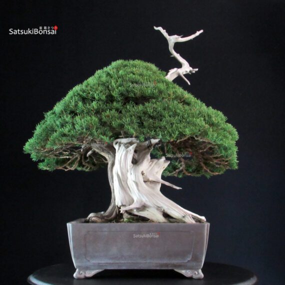Juniperus Chinensis Itoigawa "Iura" - immagine 5