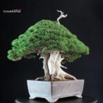 Juniperus Chinensis Itoigawa "Iura" - immagine 6