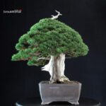 Juniperus Chinensis Itoigawa "Iura" - immagine 7