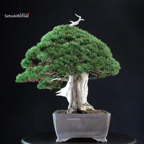 Juniperus Chinensis Itoigawa "Iura" - immagine 7