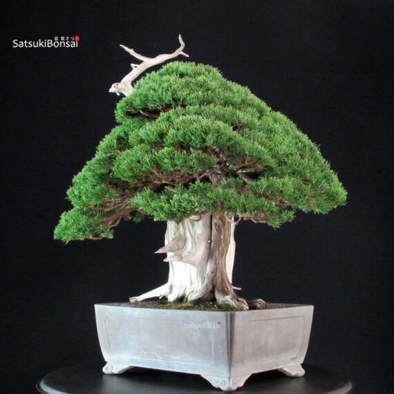 Juniperus Chinensis Itoigawa "Iura" - immagine 8