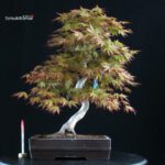 Acero Palmato Yamamomiji